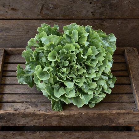 Full Heart Escarole 65, Chicory - Packet image number null